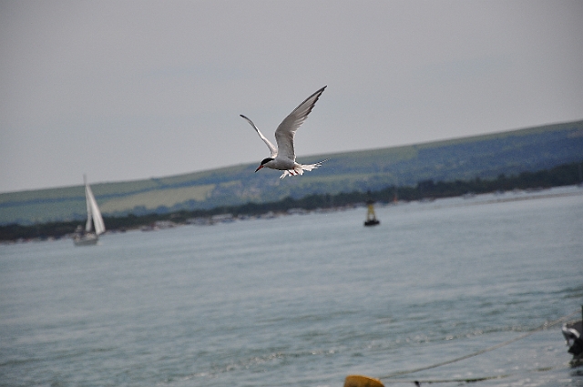Holiday Dorset_9654_edited-1.jpg - COMMON TERN - BROWNSEA ISLAND & POOLE HARBOUR, DORSET